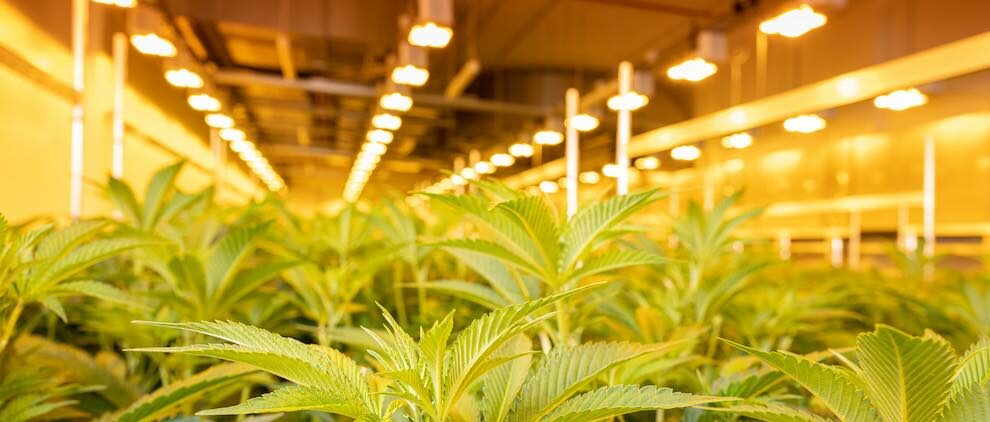 In diesem Blüteraum zieht Demecan die Cannabispflanzen heran. Foto: Demecan